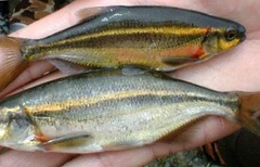 Richardsonius balteatus