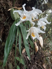 Coelogyne cristata