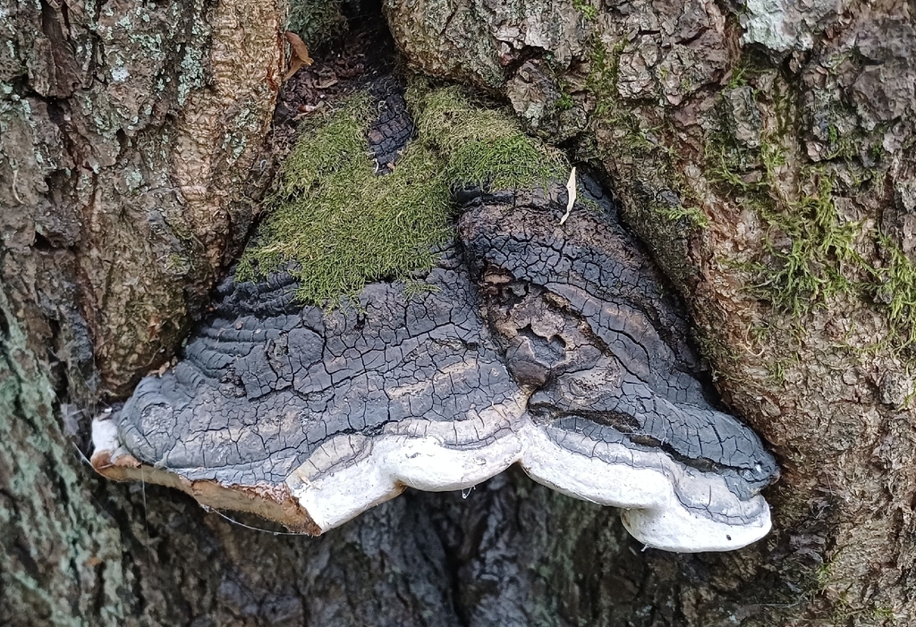 Phellinus alni · May 2026 · photo: © mikkohei13 (iNaturalist, cc0)