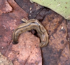 Bipalium pennsylvanicum