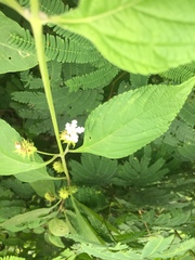 Lantana magnibracteata