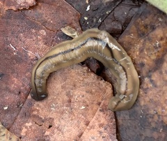 Bipalium pennsylvanicum