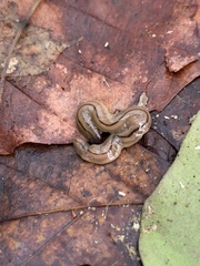 Bipalium pennsylvanicum