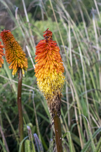 Aloe longifolia (Haw.) Haw.