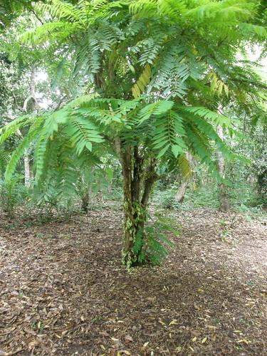 Averrhoa bilimbi