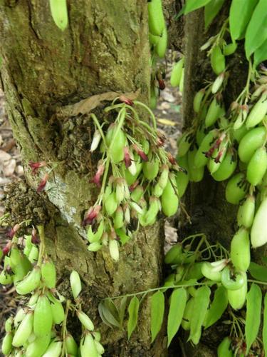 Averrhoa bilimbi