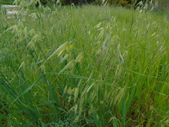 Avena sterilis