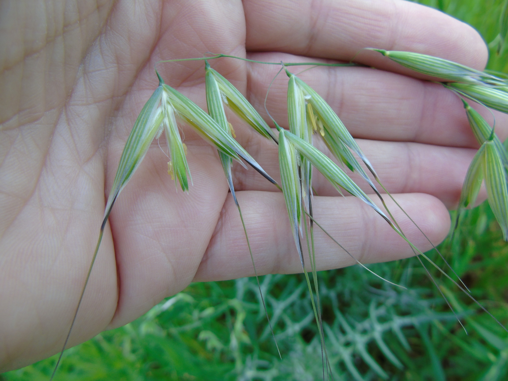 (c) Papageorgiou Nikolaos, certains droits réservés (CC BY-NC) https://www.inaturalist.org/observations/41446455