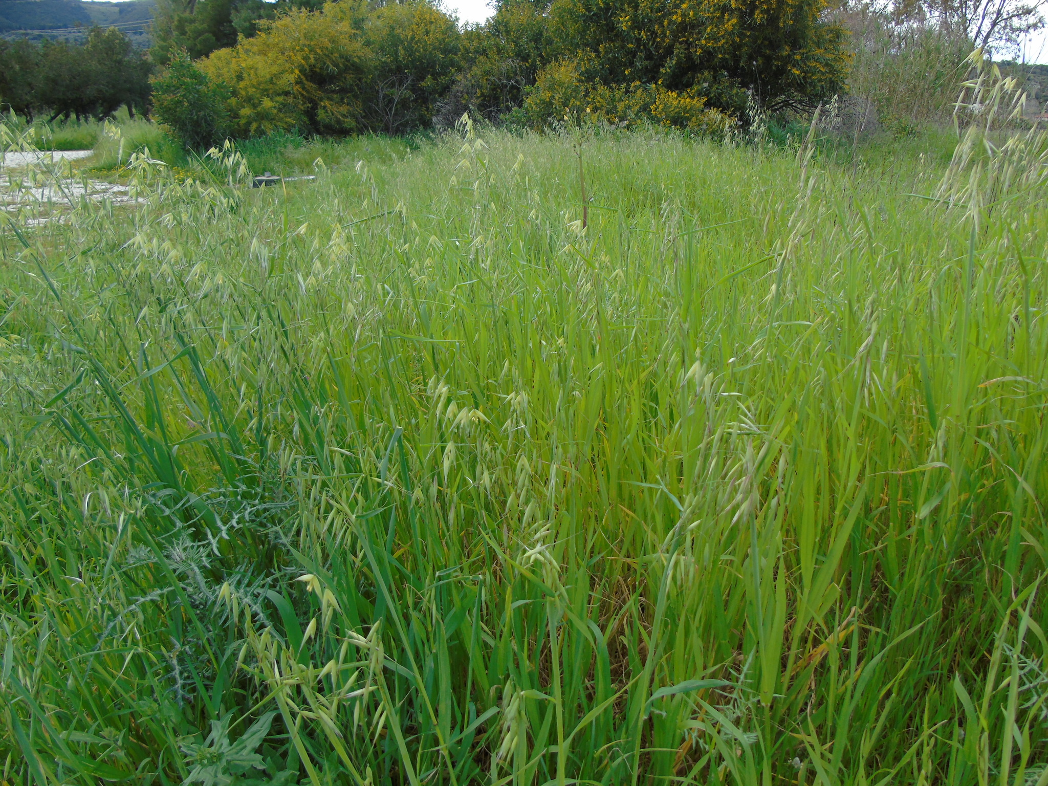 (c) Papageorgiou Nikolaos, certains droits réservés (CC BY-NC) https://www.inaturalist.org/observations/41446455