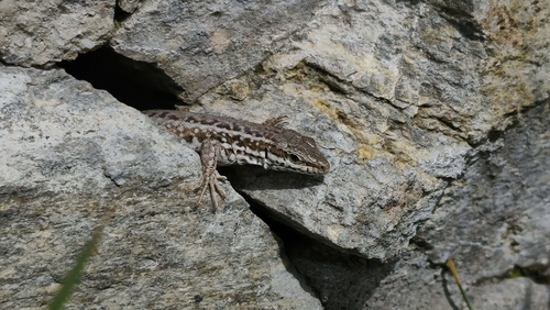 Erhard's Wall Lizard