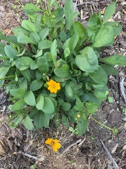 Coreopsis auriculata