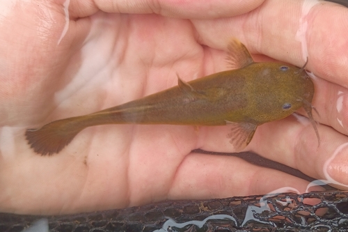 Freckled madtom (Noturus nocturnus) — Ictaluridae — 2