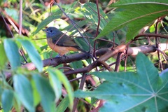 Mionectes rufiventris