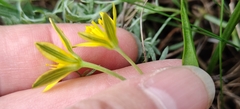 Gagea bulbifera, photograph (c) Екатерина Гущина, some rights reserved (CC BY)