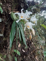 Coelogyne cristata