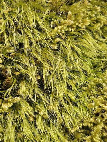 Flexitrichum gracile observed 2026-05-09