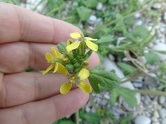 Enarthrocarpus arcuatus