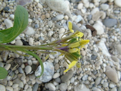 Enarthrocarpus arcuatus