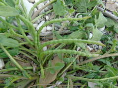 Enarthrocarpus arcuatus