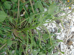 Enarthrocarpus arcuatus