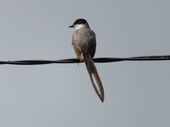 Tyrannus savana