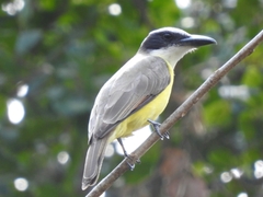 Boat-Billed Flycatcher photo 3
