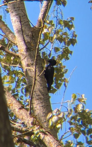 Black Woodpecker