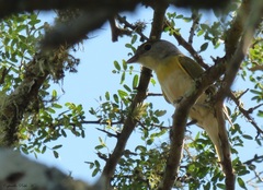 Pachyramphus viridis