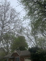 Nycticorax nycticorax