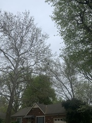 Nycticorax nycticorax