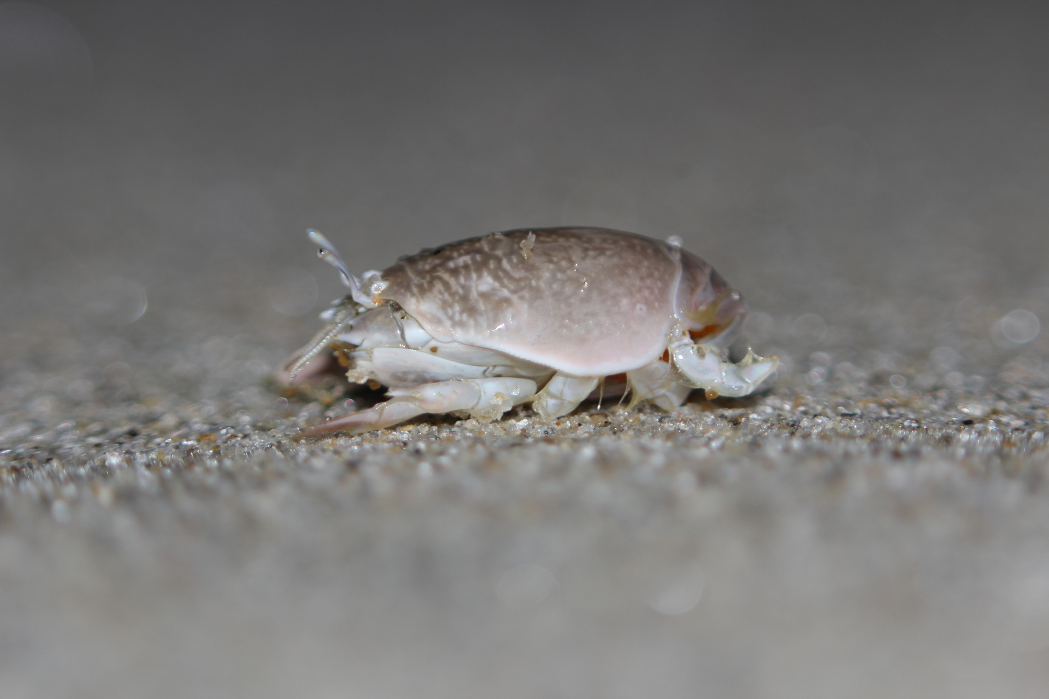 Pacific Sand Crab (Emerita analoga) · iNaturalist