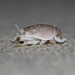 Pacific Sand Crab - Photo (c) stevenw12339, some rights reserved (CC BY-NC)