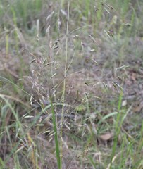 Capillipedium parviflorum