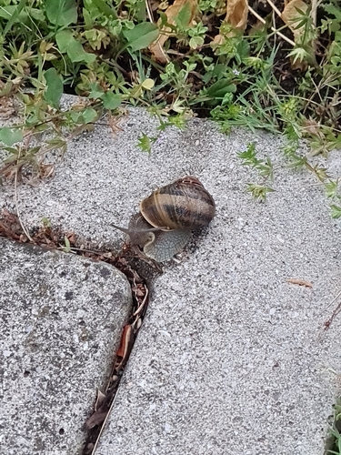 Cornu aspersum
