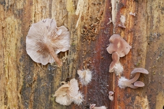 Trichocybe