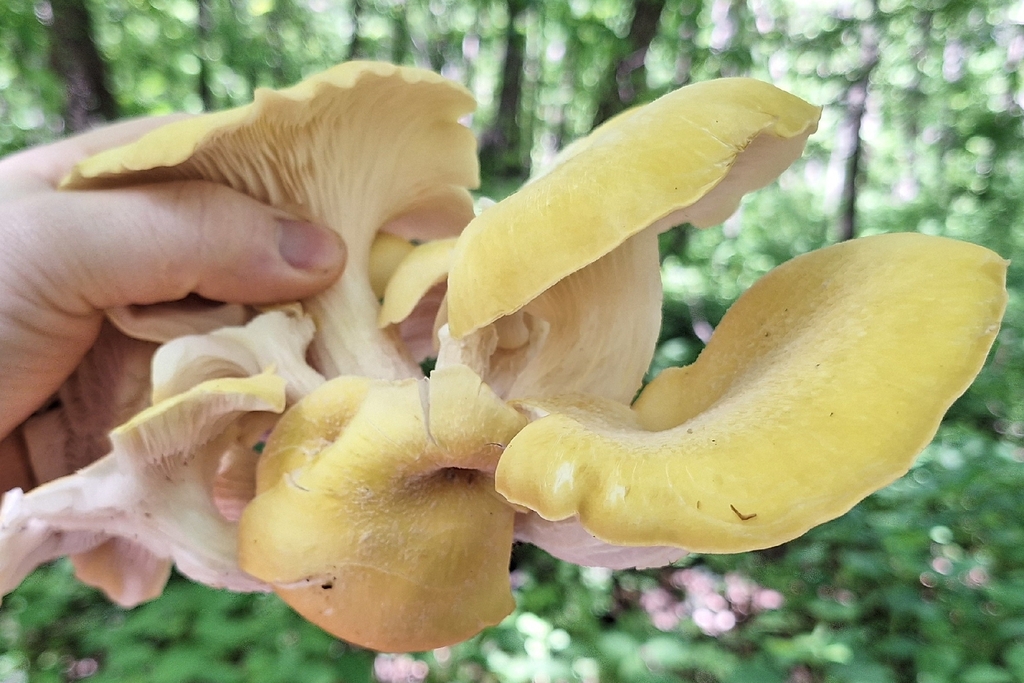Golden Oyster Mushroom · May 2026 · photo: Photo: (c) Barrett Coller Jr., some rights reserved (CC BY) · iNaturalist