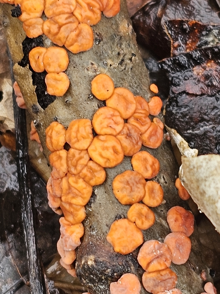 Red Tree Brain Fungus · May 2026 · photo: Photo: (c) Norma Malinowski, some rights reserved (CC BY) · iNaturalist