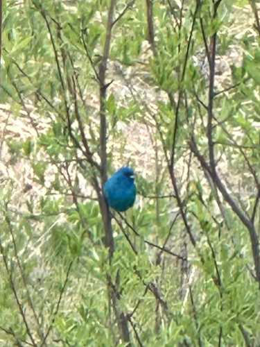 Indigo Bunting