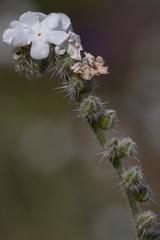 Cryptantha muricata muricata
