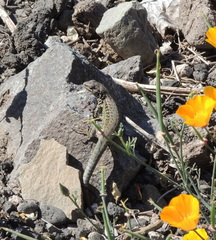 Liolaemus nigroviridis