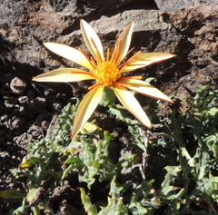 Mutisia sinuata