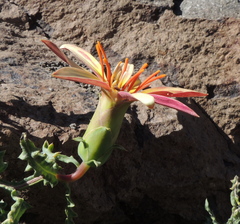 Mutisia sinuata
