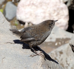 Scytalopus magellanicus