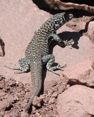 Liolaemus nigroviridis