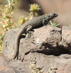 Liolaemus bellii
