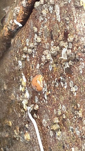 Diaulula sandiegensis