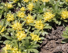 Azorella ruizii