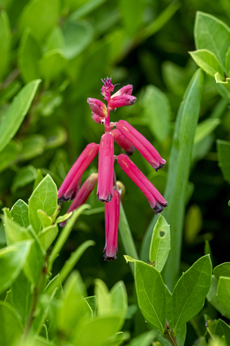 Lachenalia bulbifera