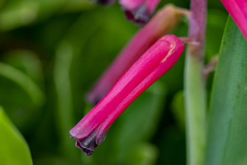 Lachenalia bulbifera