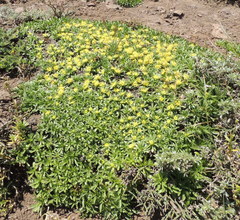 Azorella ruizii
